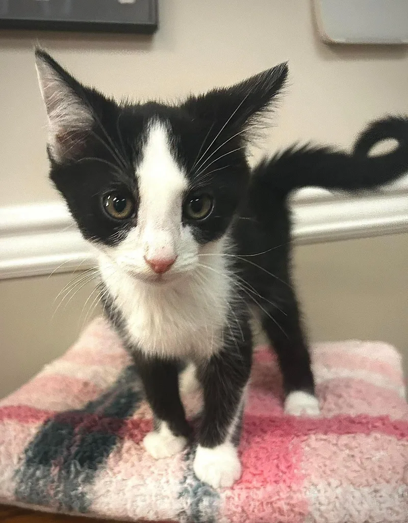 A baby medium-sized male Domestic Short Hair cat named Oreo for adoption in Gettysburg, PA