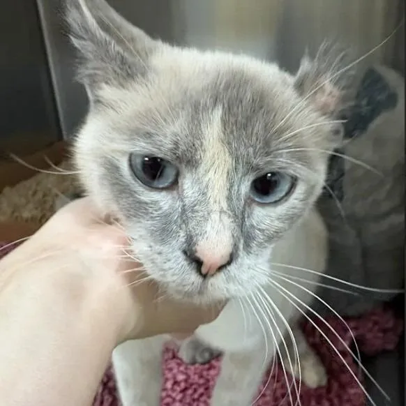A young medium-sized female Siamese cat named Clauddine for adoption in Lynchburg, VA