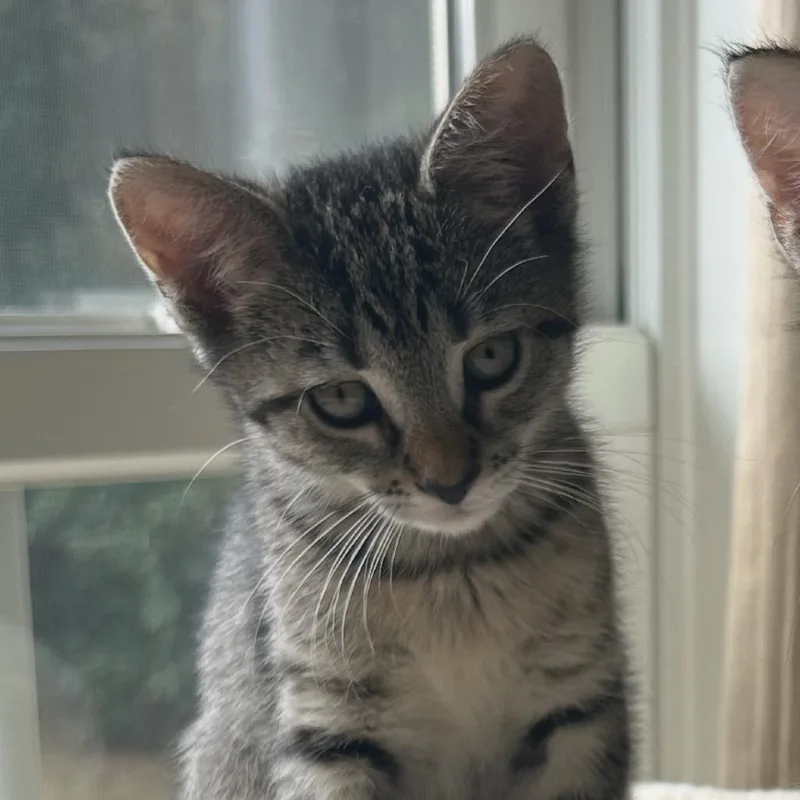 A baby small-sized female Gray / Blue / Silver Domestic Short Hair cat named Sarah for adoption in Hopkinton, MA