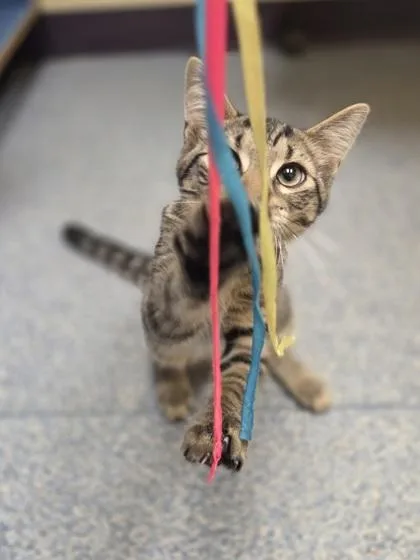 A baby small-sized male Domestic Short Hair cat named Scott for adoption in Westland, MI
