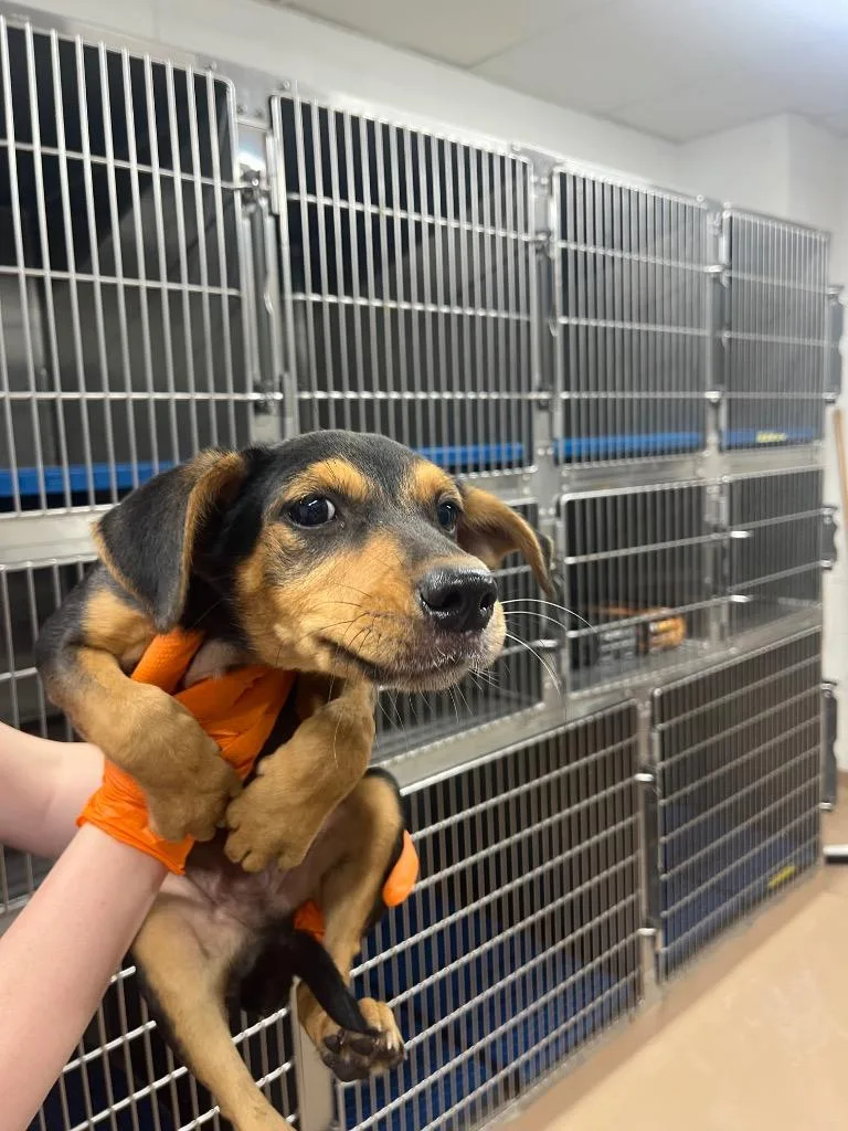 A baby medium-sized male Australian Cattle Dog / Blue Heeler dog named Camo for adoption in Nacogdoches, TX