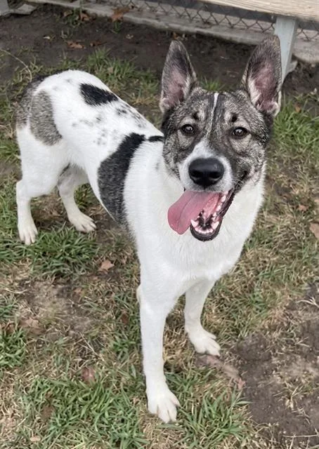 A young large-sized male Shepherd dog named Cow for adoption in Riverside, CA