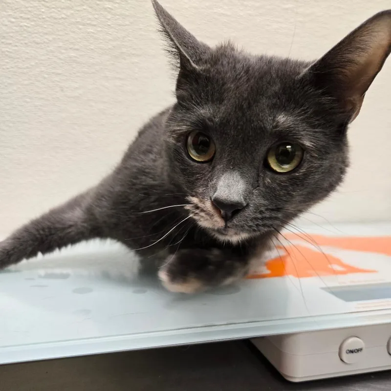 An adult medium-sized female Calico Domestic Short Hair cat named Brigette for adoption in Albuquerque, NM