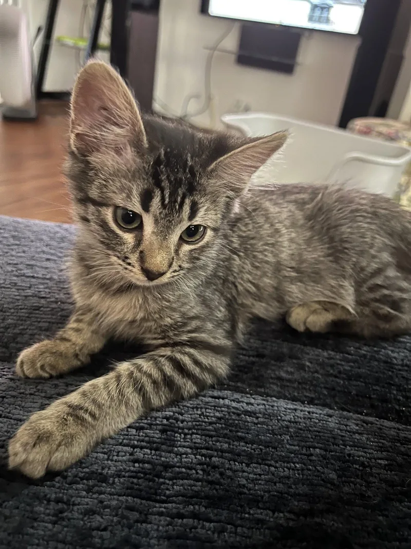 A young medium-sized male Domestic Short Hair cat named Lamar for adoption in Phoenix, AZ