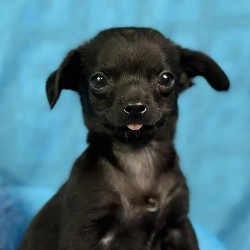 Rooster: Cutest Overbite thumbnail 2