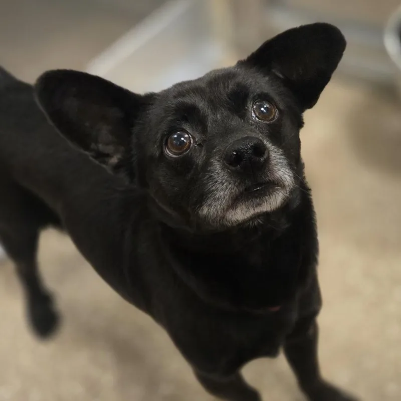 An adult small-sized male Black Chihuahua dog named Kylo for adoption in Sonoma, CA