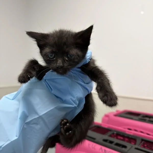 A baby small-sized female Domestic Short Hair cat named Electric Daisy for adoption in Escondido, CA