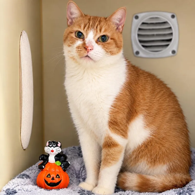 A young medium-sized female Orange / Red Domestic Short Hair cat named Connie for adoption in South Elgin, IL