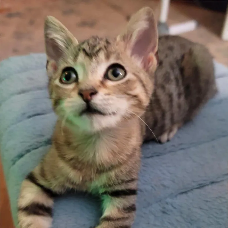 Phoebe WeeBee thumbnail 2