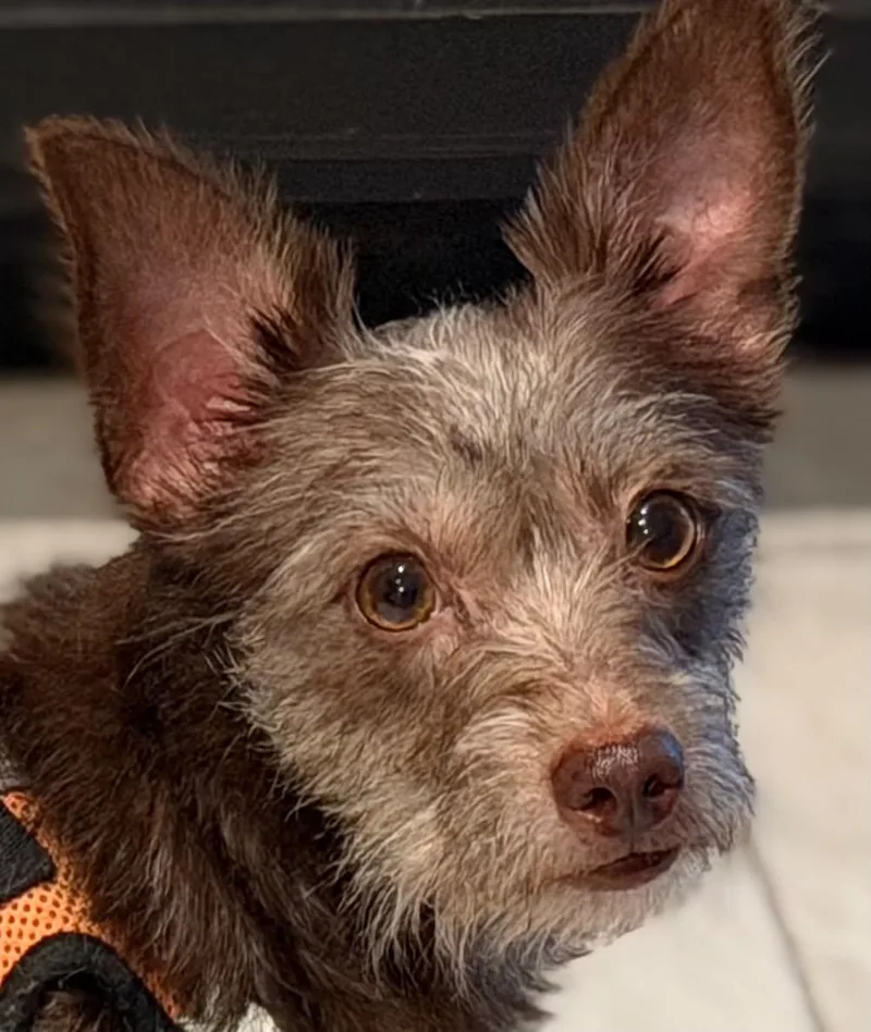 A young small-sized female Apricot / Beige Miniature Schnauzer dog named Recipe for adoption in Phoenix, AZ