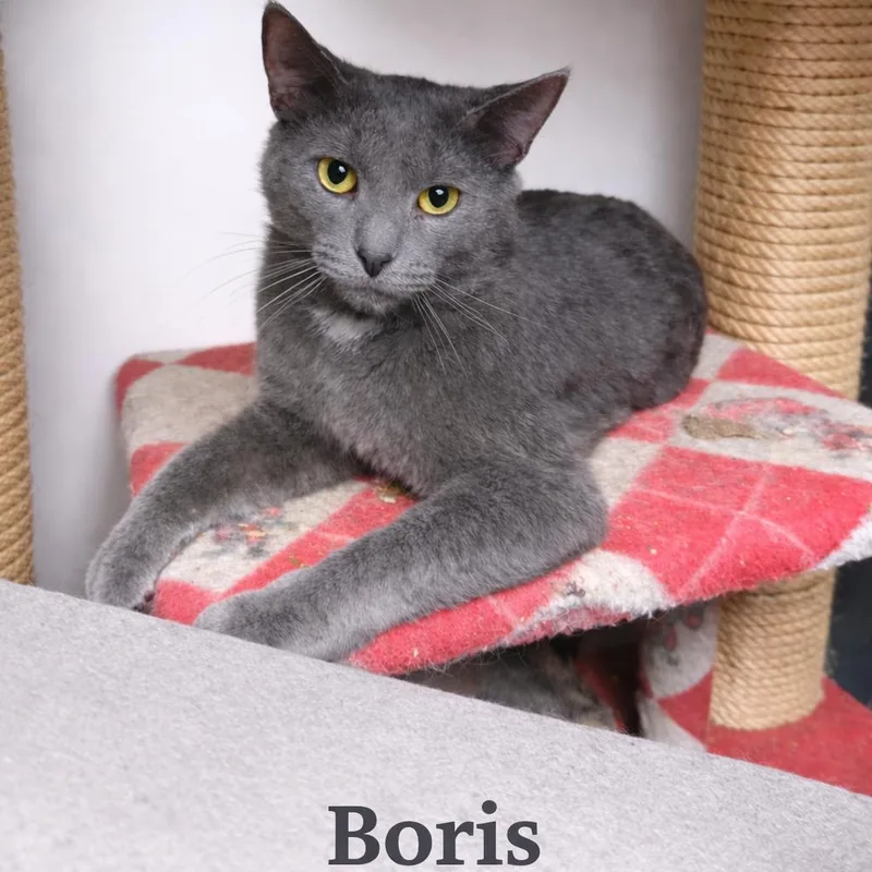 An adult small-sized male Gray / Blue / Silver Domestic Short Hair cat named Boris for adoption in Lancaster, OH