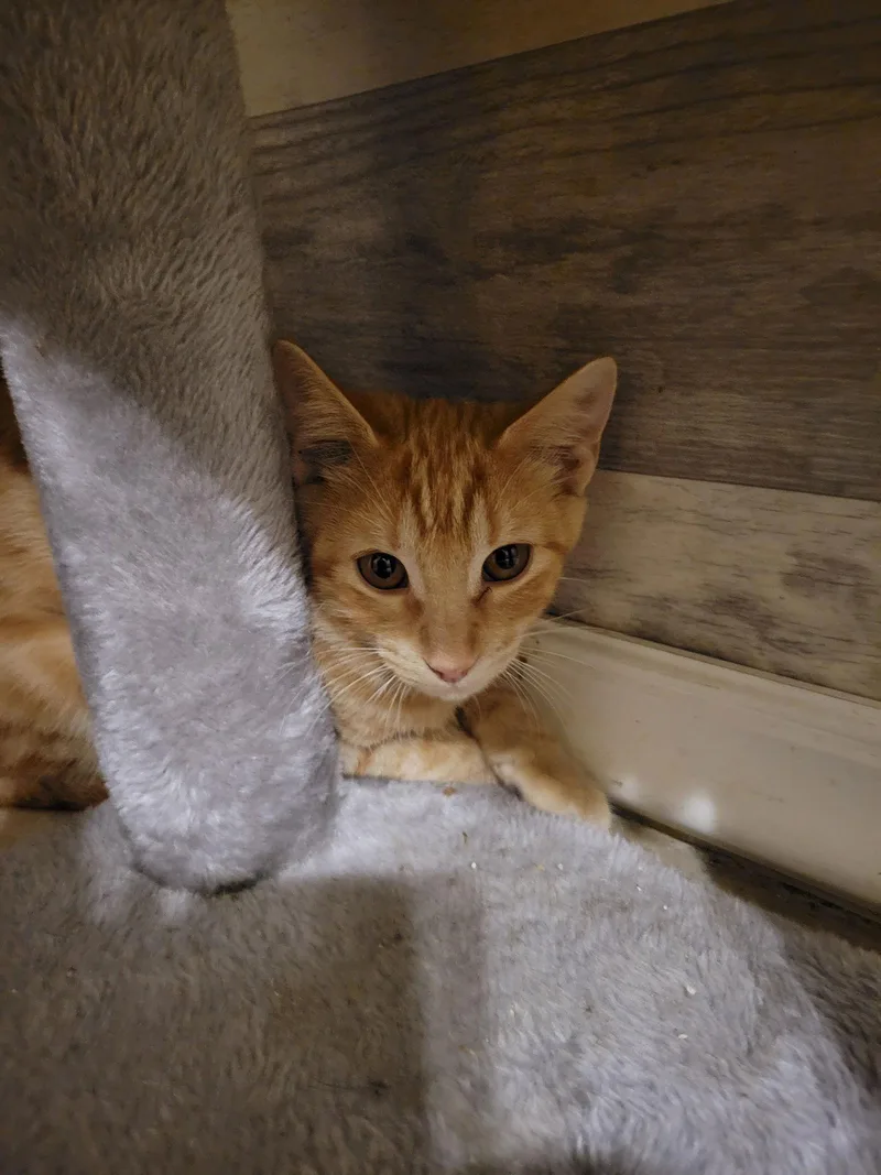 Hydrangea thumbnail 2