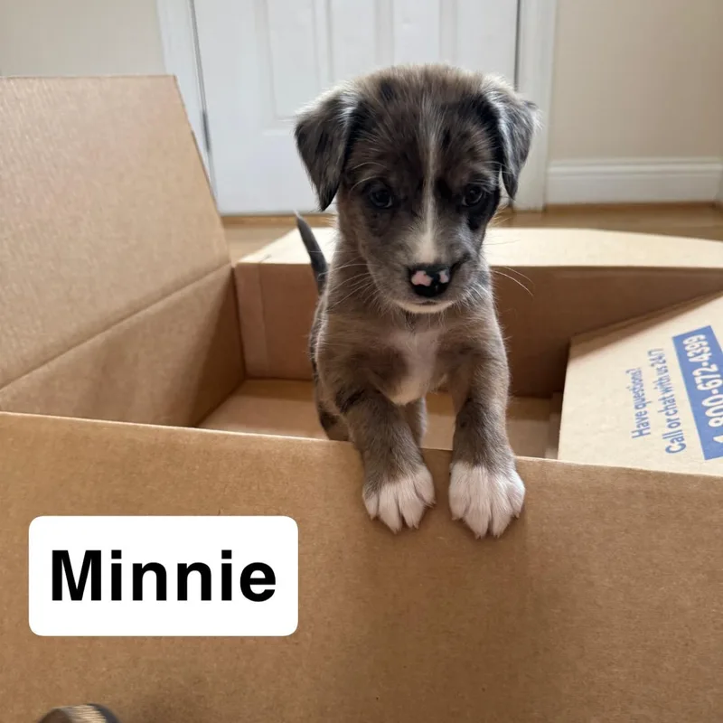 Minnie