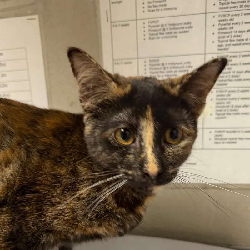 A young medium-sized female Tortoiseshell Domestic Short Hair cat named Ginger for adoption in Yuma, AZ
