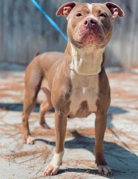An adult medium-sized female Pit Bull Terrier dog named AC "Sadie" for adoption in Conyers, GA