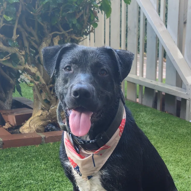 A baby medium-sized male Black Labrador Retriever dog named Charlie Brown for adoption in Santa Monica, CA