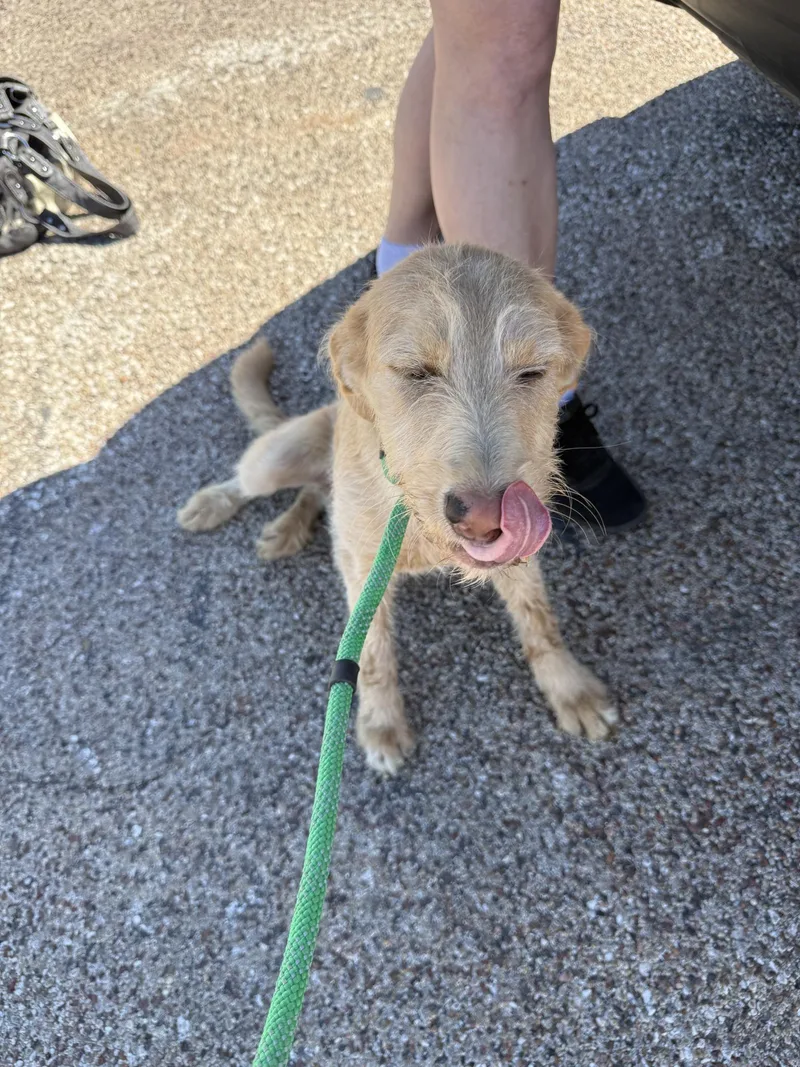 A baby medium-sized female Miniature Poodle dog named Talula for adoption in Blue Springs, MO