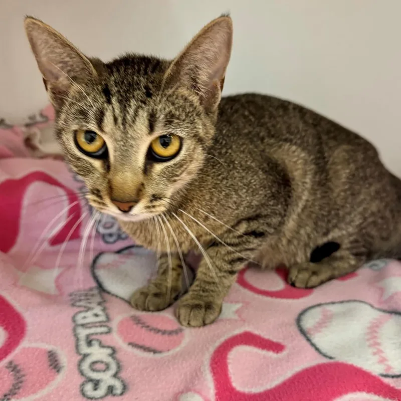 An adult medium-sized female Brown / Chocolate Domestic Short Hair cat named Peggy for adoption in Hawthorne, CA