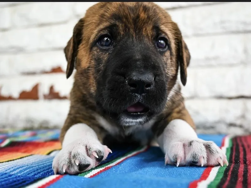 Nacho