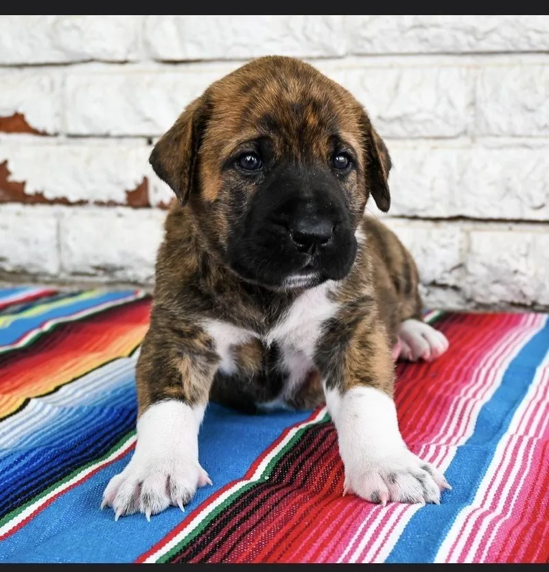 Nacho thumbnail 2
