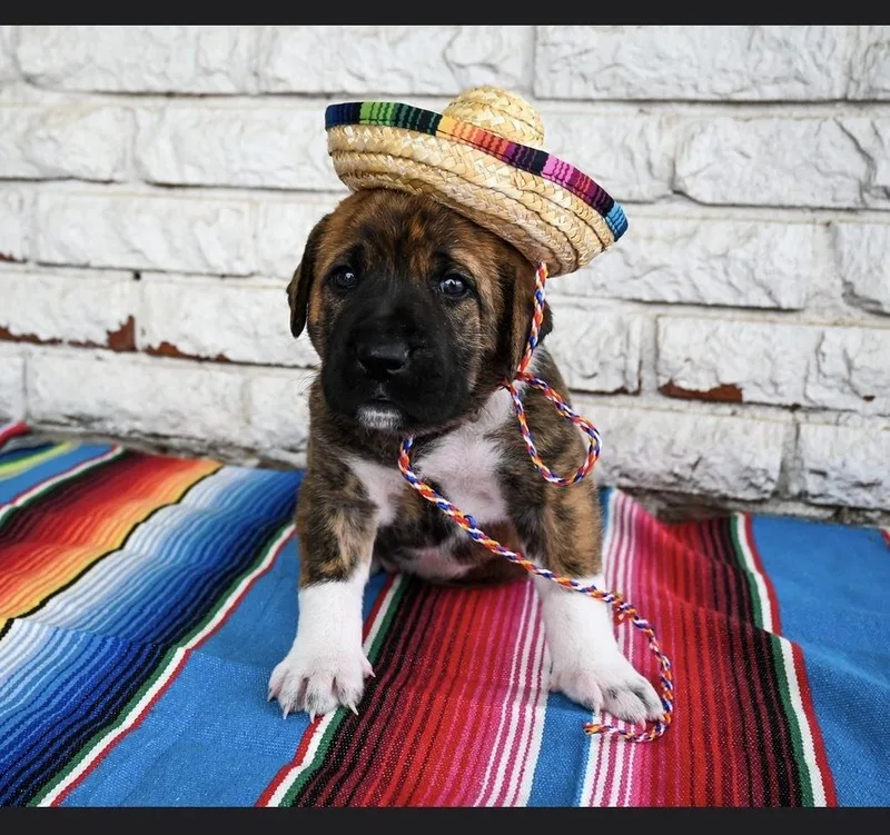 Nacho thumbnail 4