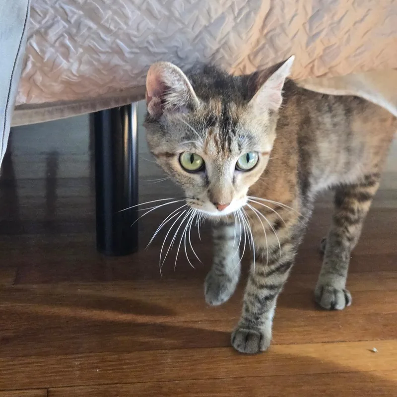 A young medium-sized female Gray / Blue / Silver Domestic Short Hair cat named Goldie for adoption in Chicago, IL