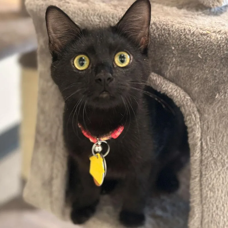 A young small-sized female Domestic Short Hair cat named Sarabi for adoption in Port Washington, NY