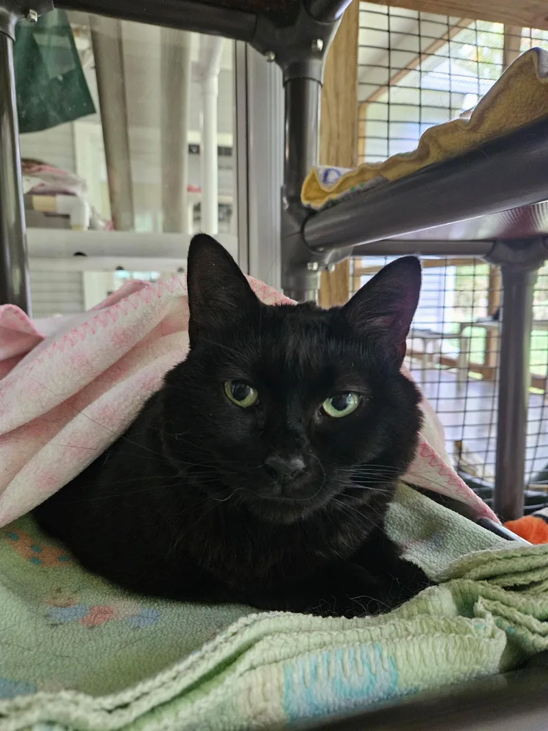 An adult medium-sized female Black Domestic Short Hair cat named Dolly for adoption in Westbrook, CT