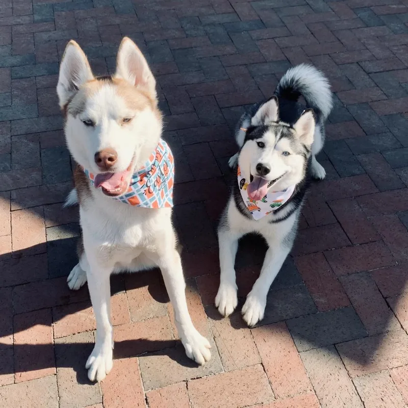 An adult medium-sized female Black Siberian Husky dog named Lexi for adoption in Washington Township, OH