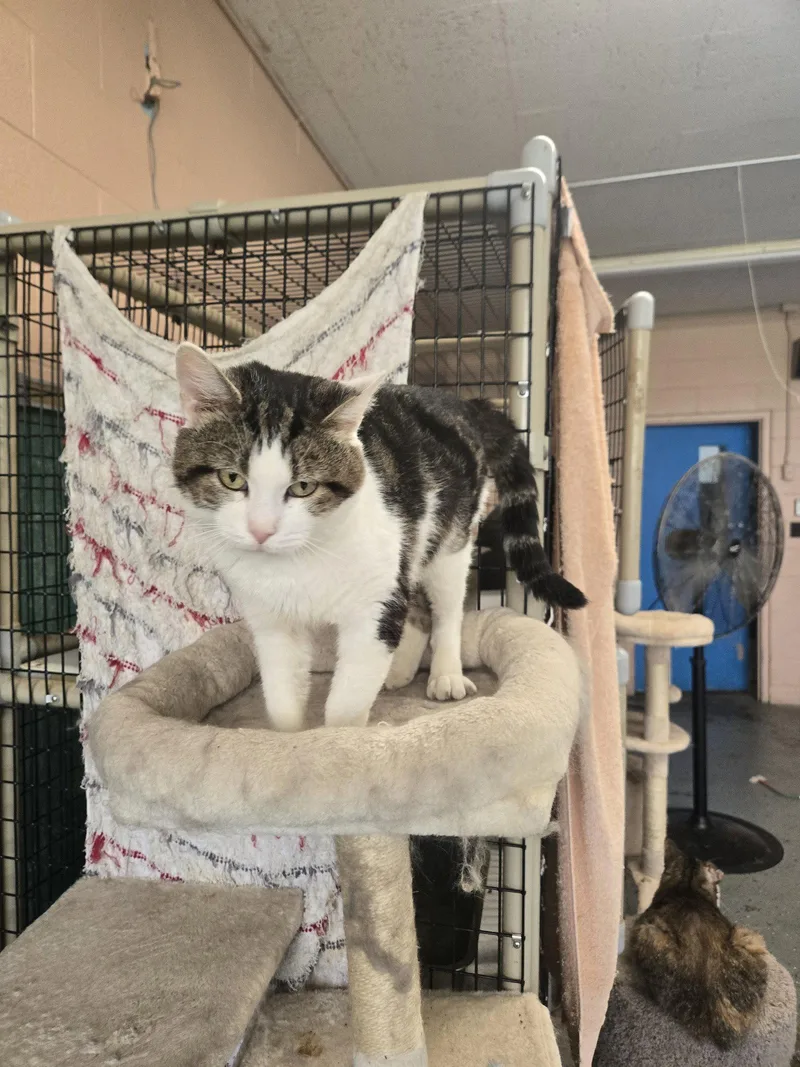 A young small-sized male Domestic Short Hair cat named Murphy for adoption in Boston, KY