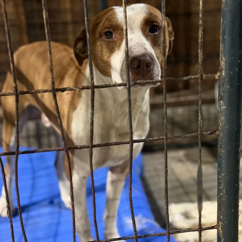 An adult medium-sized male Red / Chestnut / Orange Pit Bull Terrier dog named Reuben for adoption in Fort Smith, AR