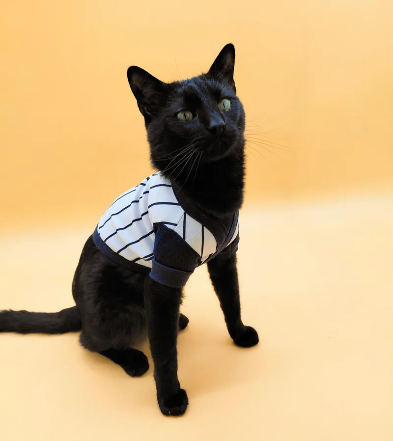 An adult medium-sized male Black Domestic Short Hair cat named Logan for adoption in Springfield, MO