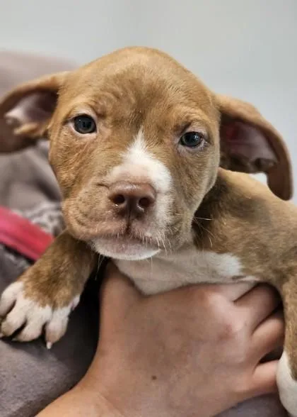 Scarlett fka Pup