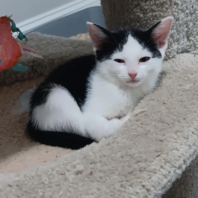 A baby medium-sized male White Domestic Short Hair cat named Daphnis for adoption in Chicago, IL