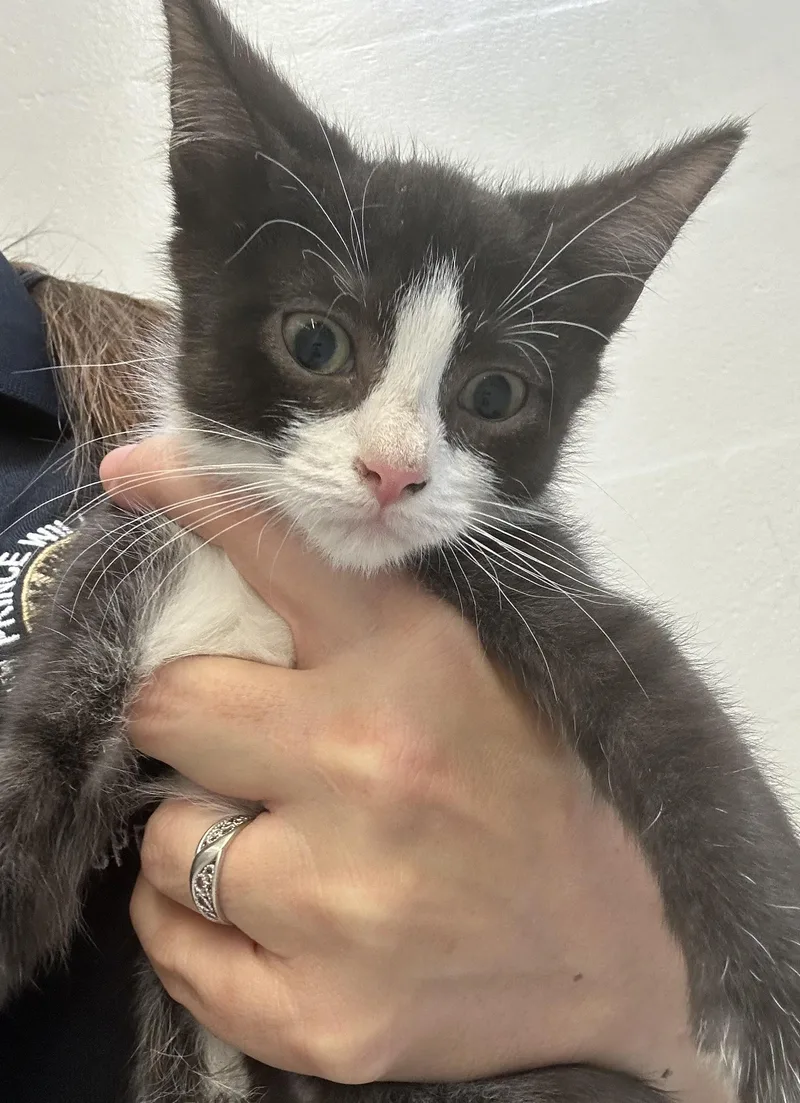 A baby small-sized female Domestic Short Hair cat named Chowder for adoption in Manassas, VA