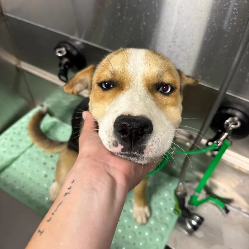 A baby medium-sized male Yellow / Tan / Blond / Fawn Mixed Breed dog named Wesley for adoption in Tacoma, WA