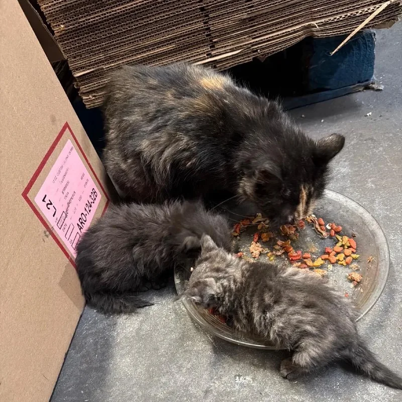 A young small-sized female Tortoiseshell Domestic Medium Hair cat named Nova for adoption in Long Beach, CA