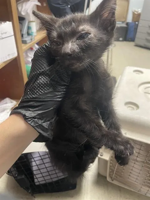 A baby small-sized male Domestic Short Hair cat named Bruno for adoption in Stockton, CA