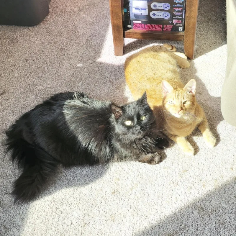 An adult medium-sized male Orange / Red Domestic Short Hair cat named Cheeto C for adoption in Minnetonka, MN