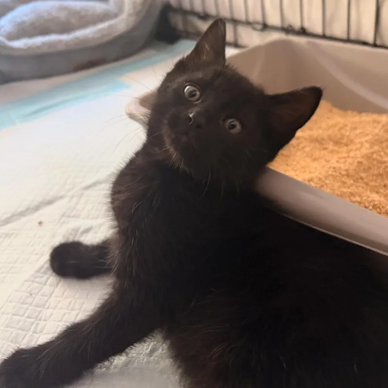 A baby small-sized male Black Domestic Short Hair cat named William for adoption in Sunnyvale, CA