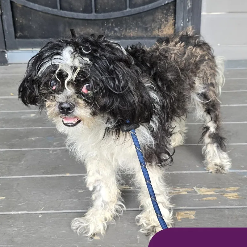 A young small-sized female Black Shih Tzu dog named Mika for adoption in West Islip, NY