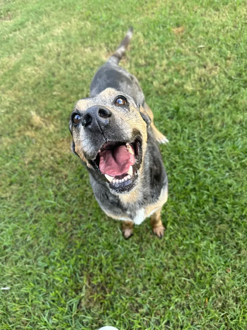 An adult medium-sized male Tricolor (Brown, Black, & White) Catahoula Leopard Dog dog named Clyde for adoption in College Station, TX