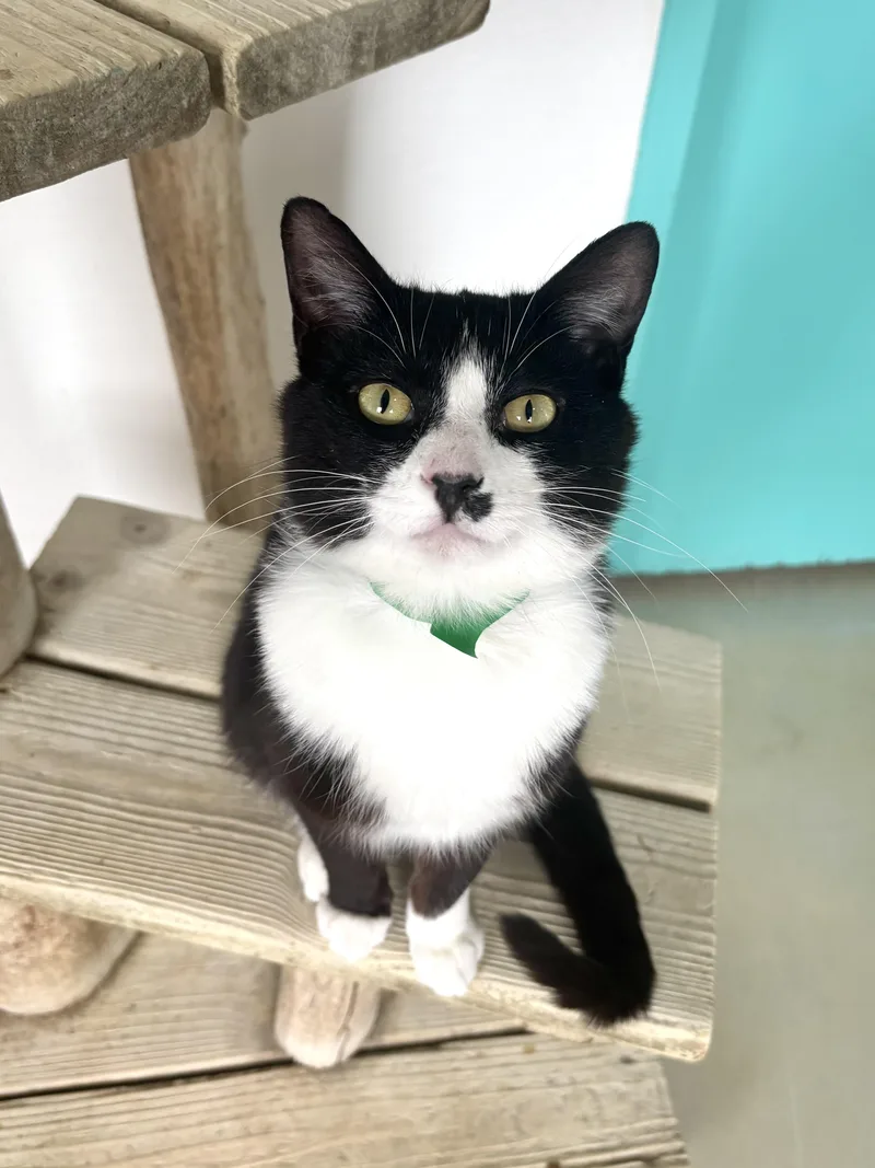 An adult medium-sized male Black Domestic Short Hair cat named Jehoshaphat for adoption in Chicago, IL