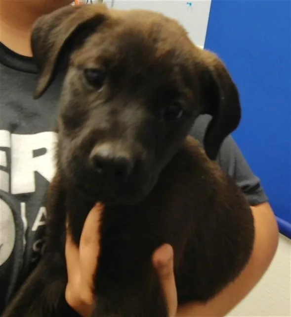 A baby small-sized female Labrador Retriever dog named Chilindrina for adoption in Albuquerque, NM