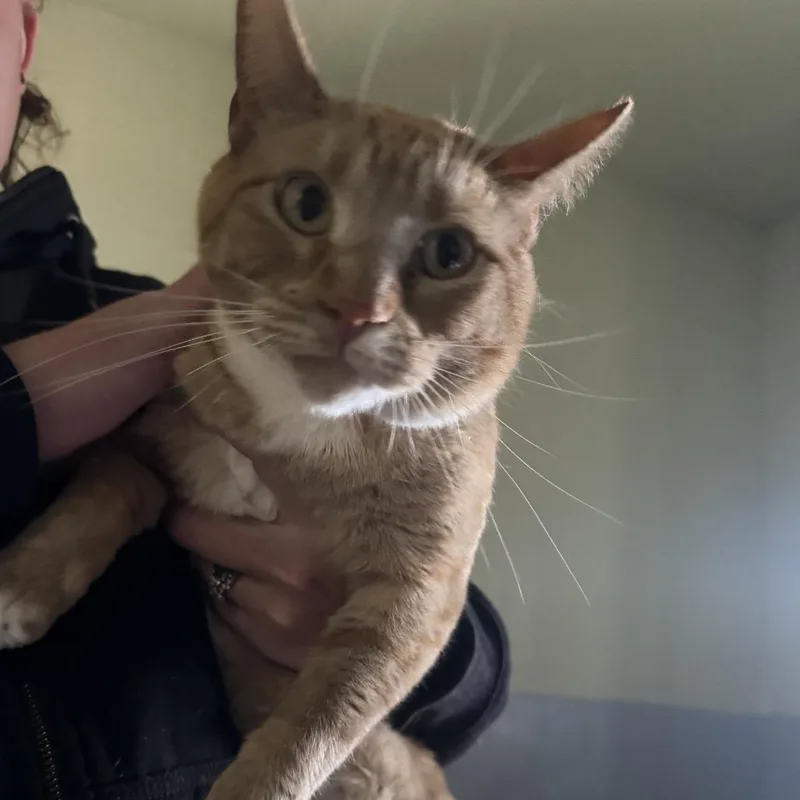 An adult small-sized male Domestic Short Hair cat named Himari for adoption in Stagecoach, NV