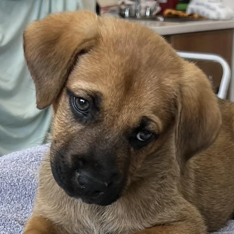 A baby small-sized male Brown / Chocolate Mixed Breed dog named Chad for adoption in Las Cruces, NM