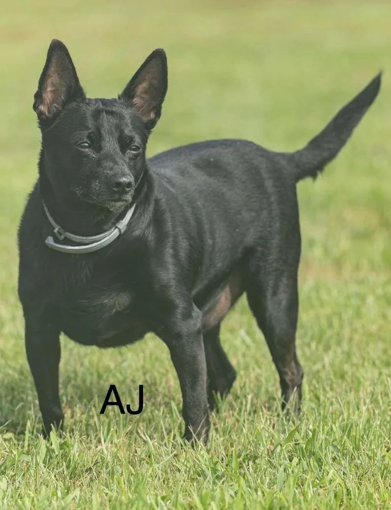 Aj thumbnail 4