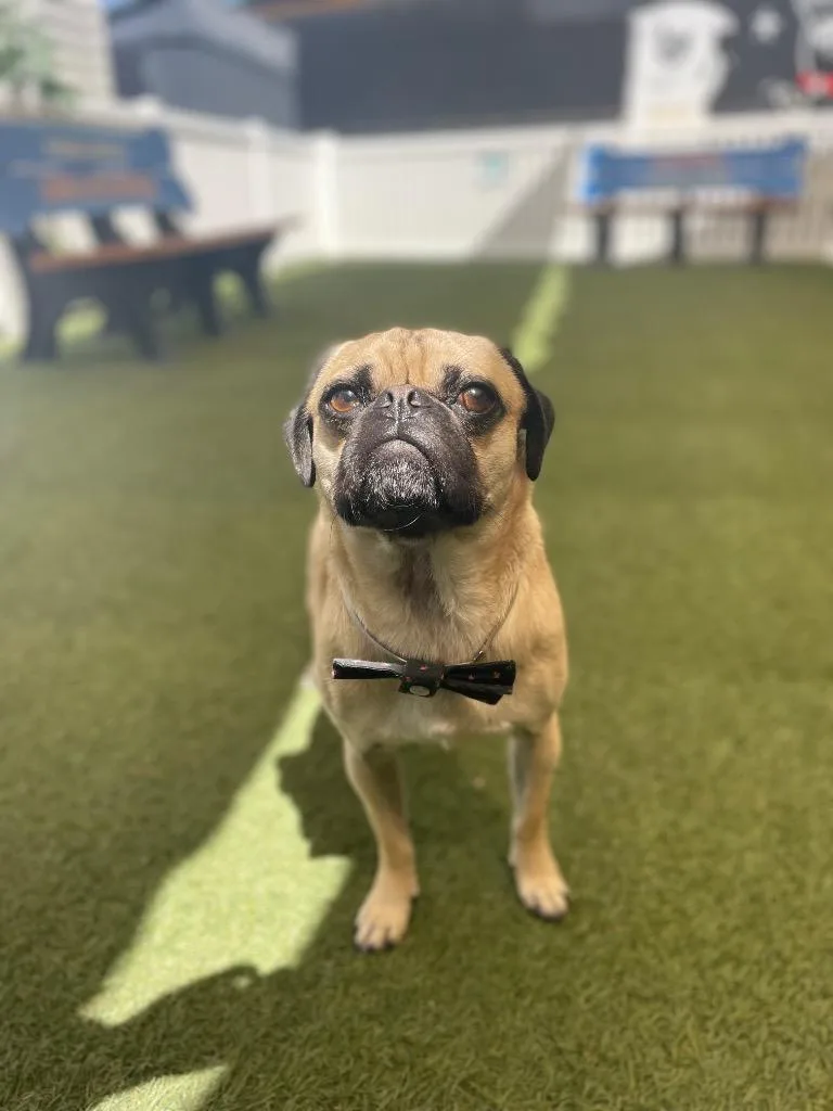 An adult small-sized male Pug dog named Broccoli for adoption in Gardena, CA