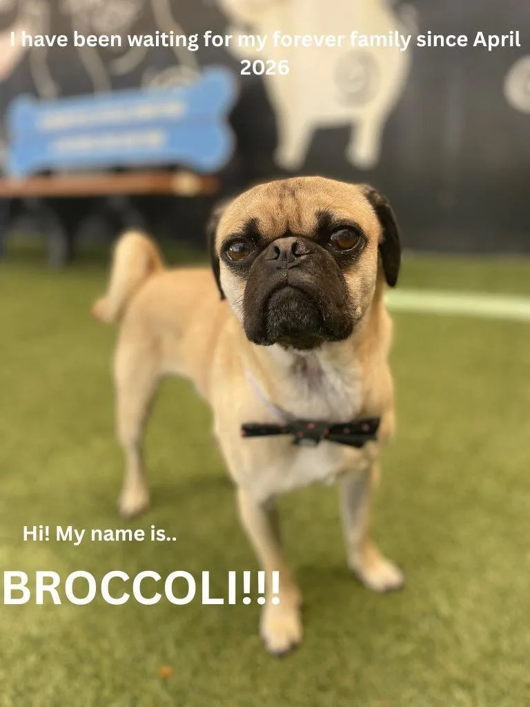 Broccoli thumbnail 2