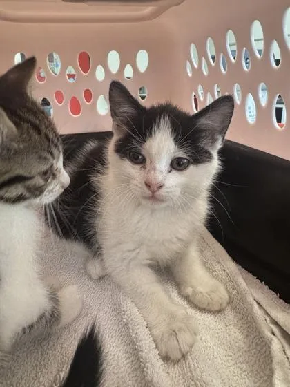 A baby small-sized female Domestic Short Hair cat named Egypt for adoption in West Chester, PA